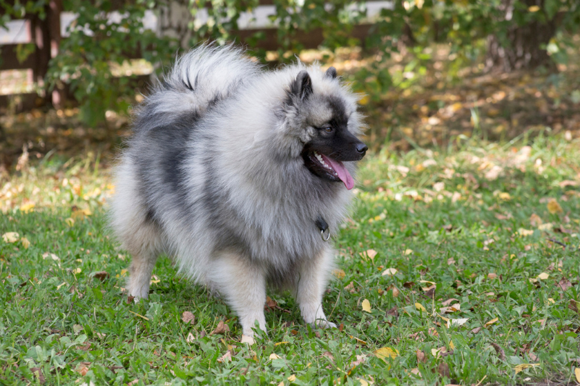 Keeshond dog