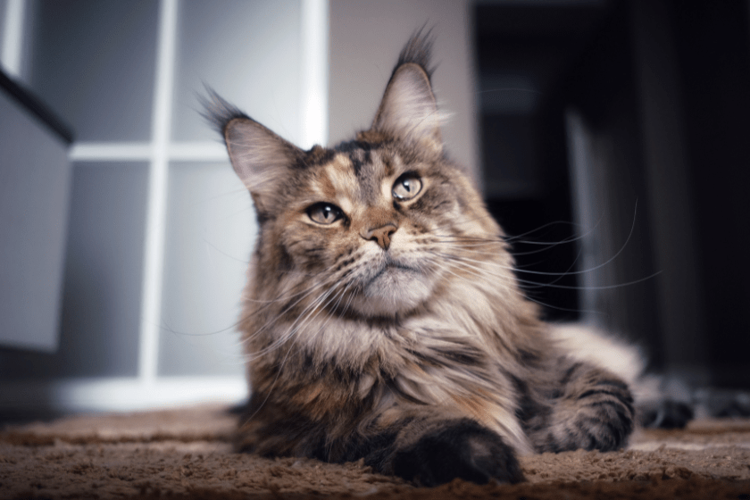 a maine coon lays on the floor