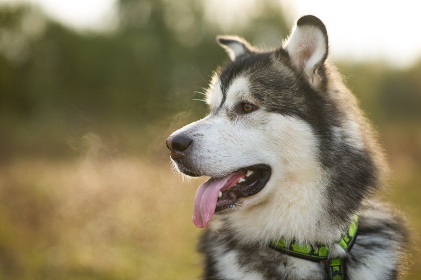 Image of a Malamute dog