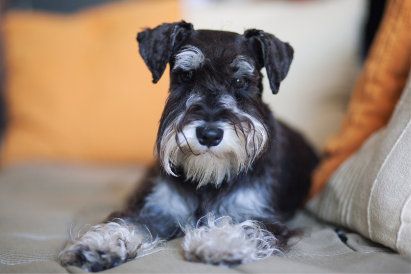 Miniature Schnauzer on couch