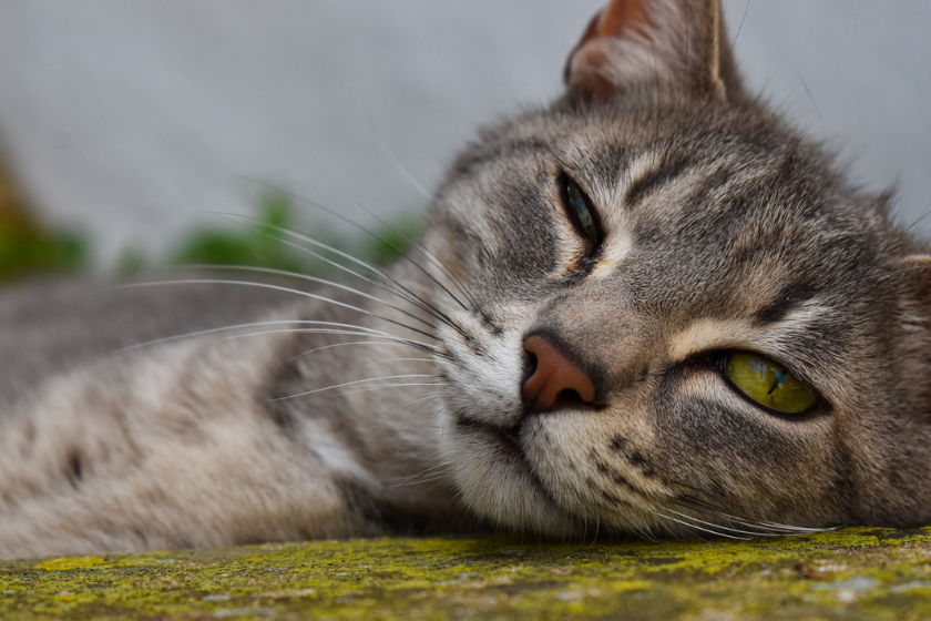 Image of a Pixie-bob cat