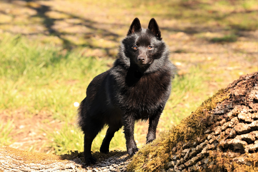 Alert schipperke dog 