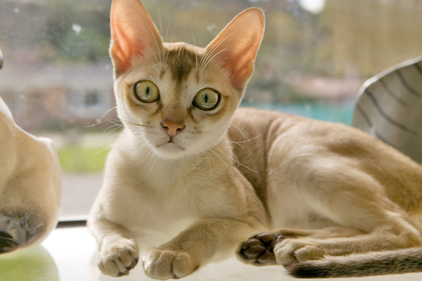 Image of a Singapura cat