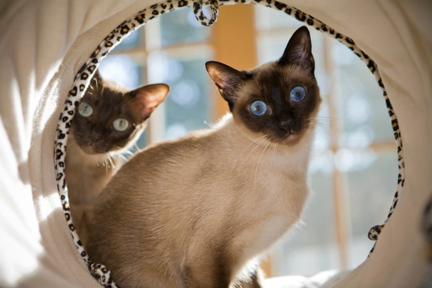 Tonkinese looks through tunnel