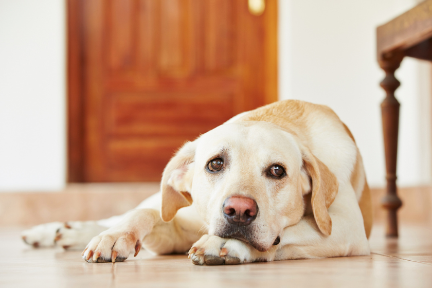 dog breeds with separation anxiety