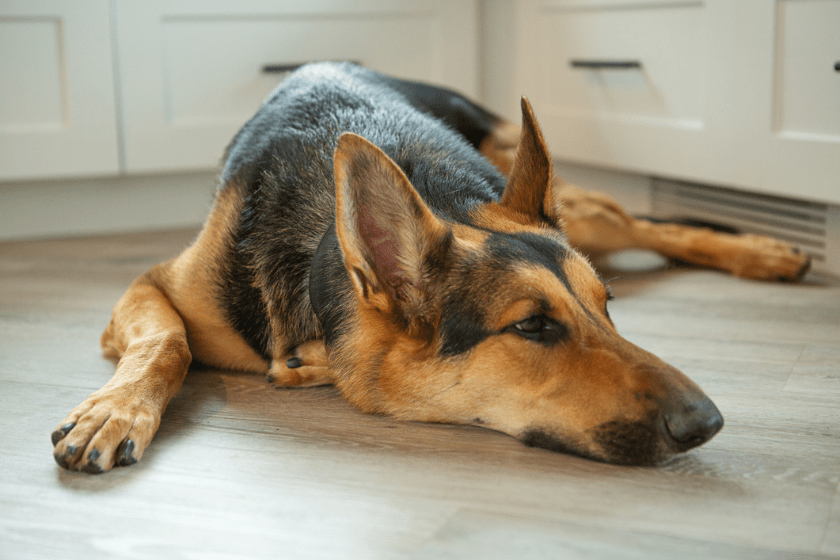 dog breeds with separation anxiety