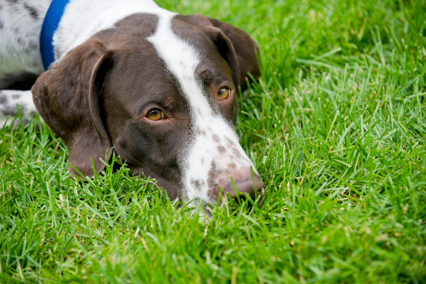 dog breeds with separation anxiety