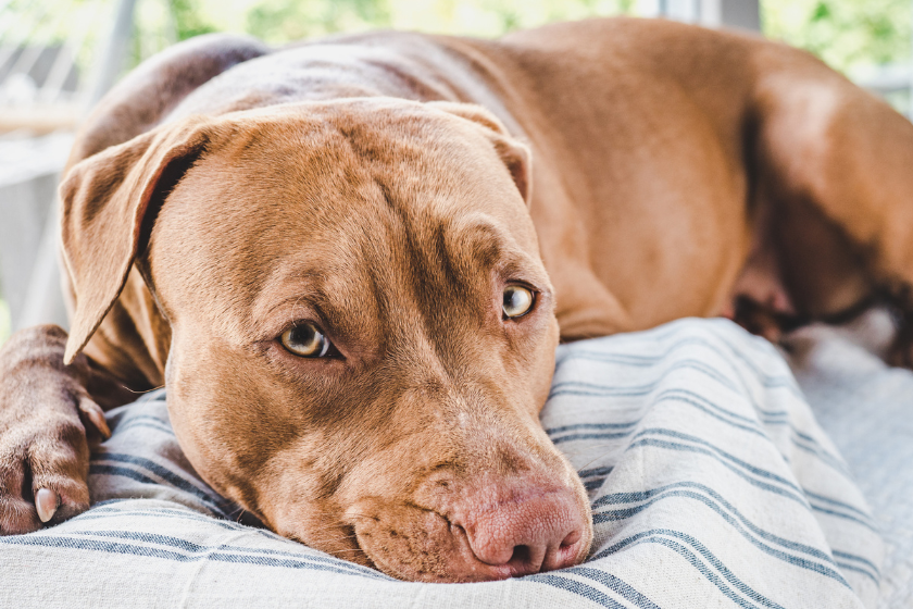 dog breeds with separation anxiety