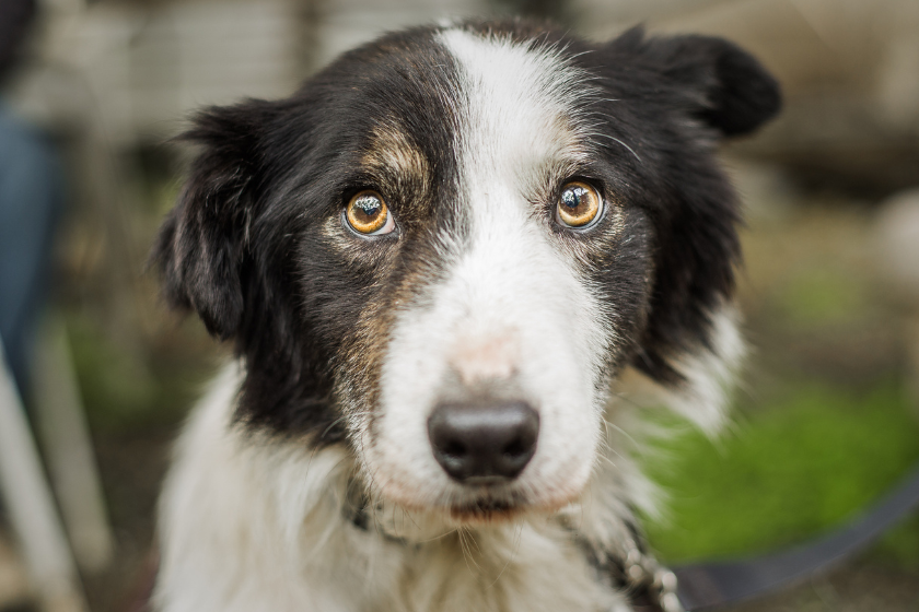 border collie worried