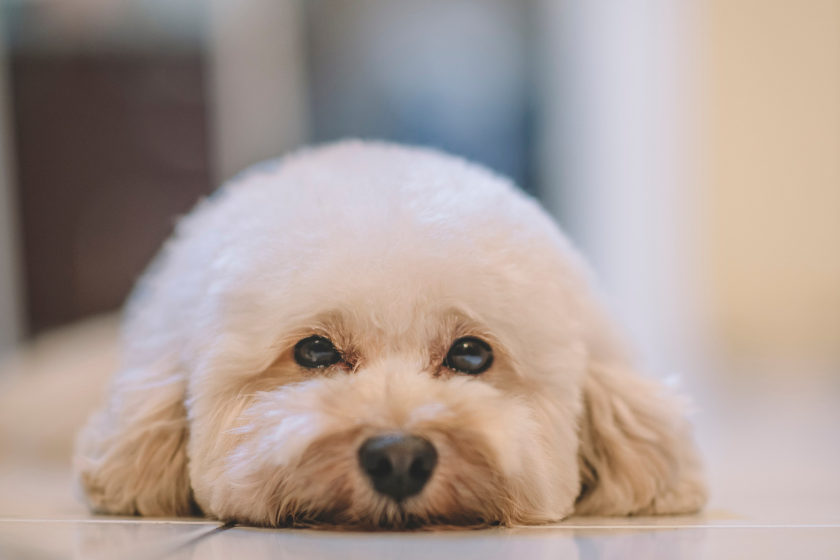 toy poodle looking sad