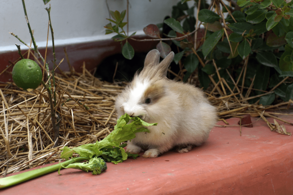 Can Rabbits Eat Celery? Here's What Rabbit Owners Should Know