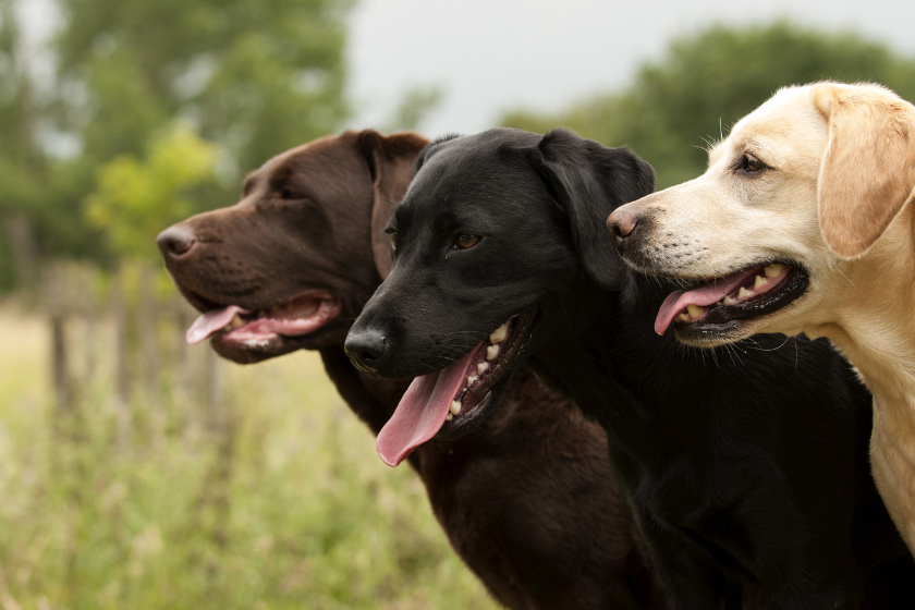 english lab vs american lab