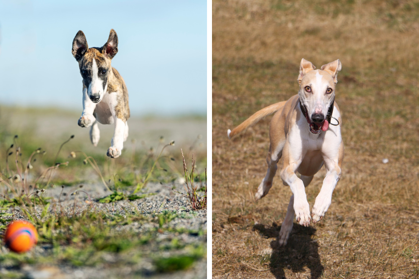 whippet vs greyhound