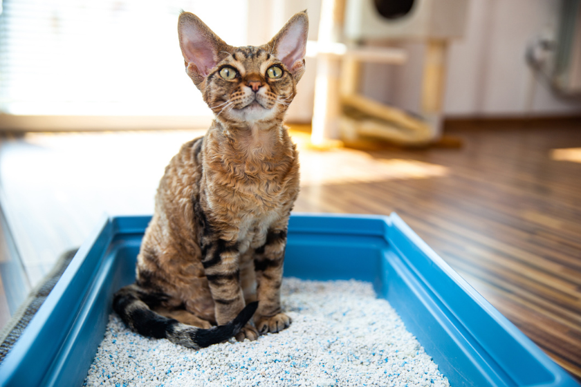 devon rex