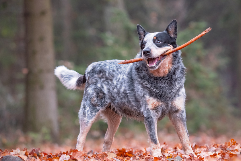 Australian Cattle Dog