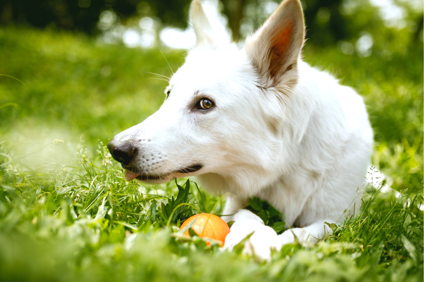 White German Shepherd laying down