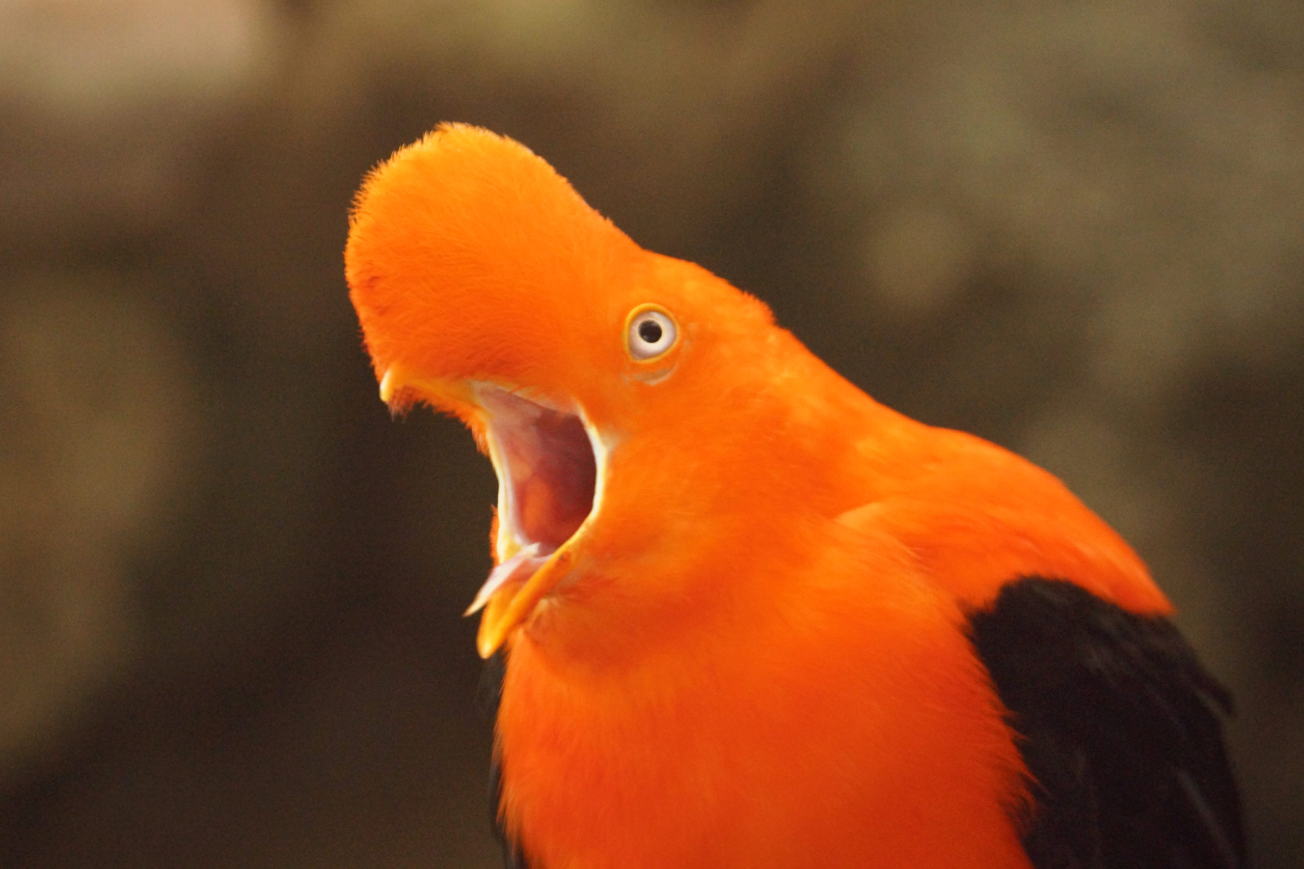 Extraordinary-Looking Birds