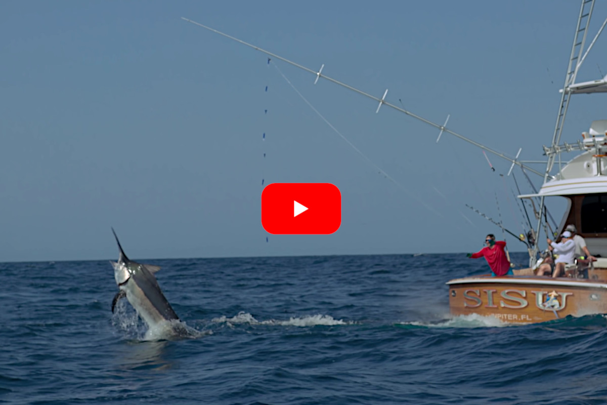 Black Marlin Tagging