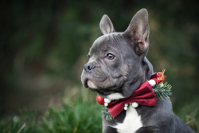 A blue French Bulldog with a red bow tie sits in a field 
