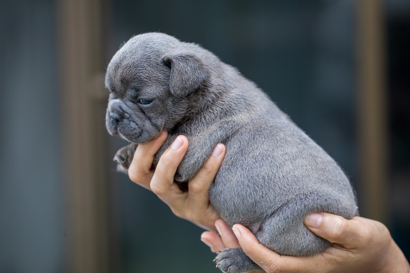a person hold up a blue French Bulldog puppy
