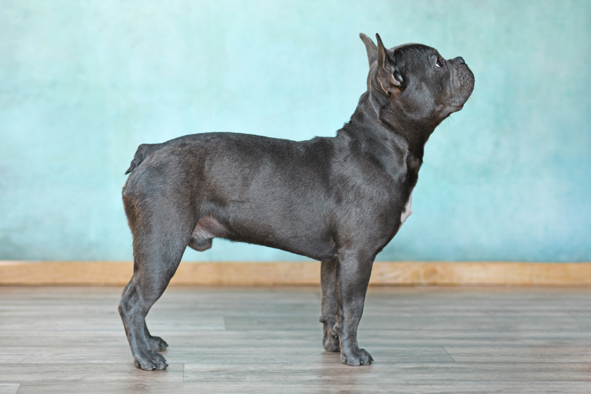 French Bulldog stands on floor facing the right
