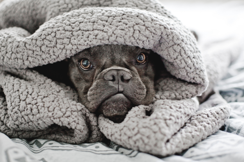 blue French Bulldog wrapped in a blanket
