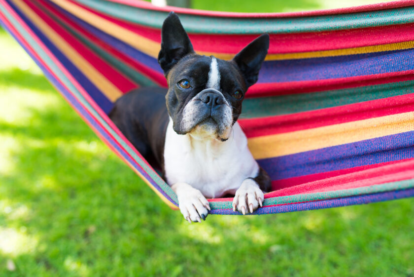 young sweet boston terrier relaxing on a hammock