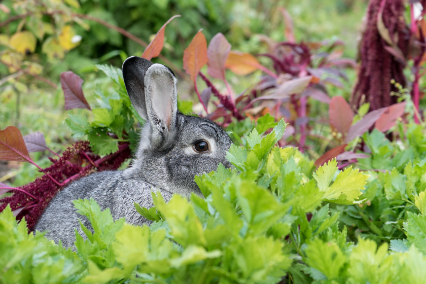 rabbit sitting in vegetable patch