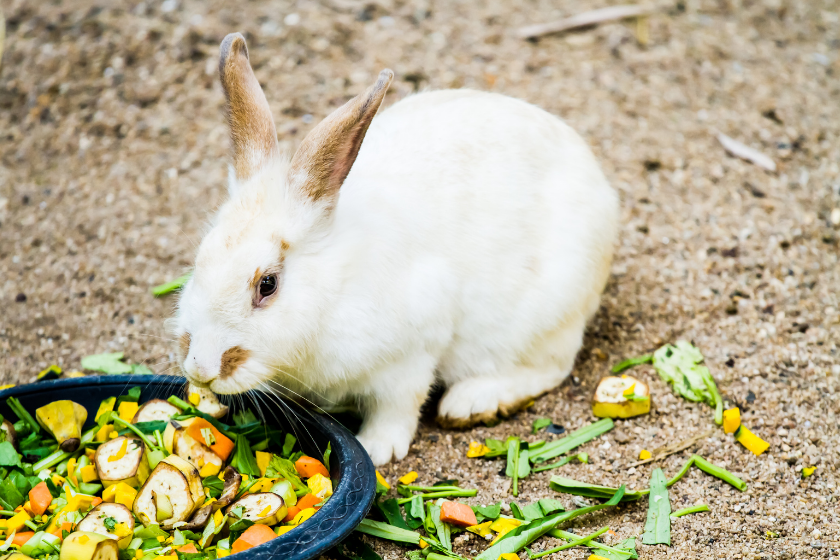 rabbit eating mixed veggies