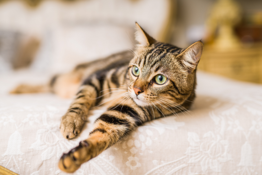 Bengal cat laying down