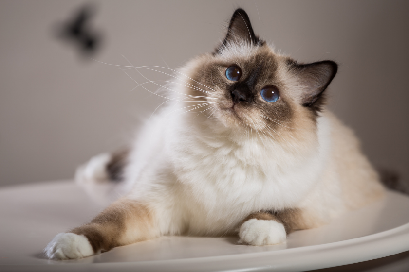 Birman cat on table