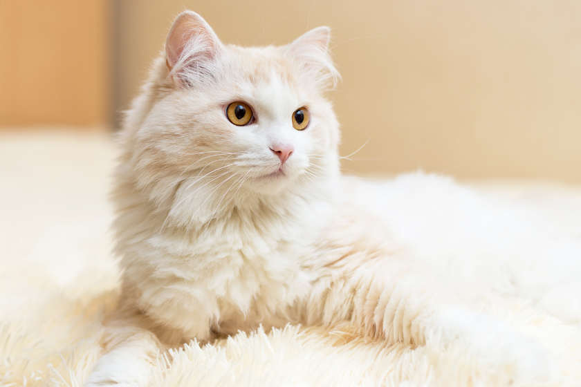 portrait of a white turkish angora cat at home