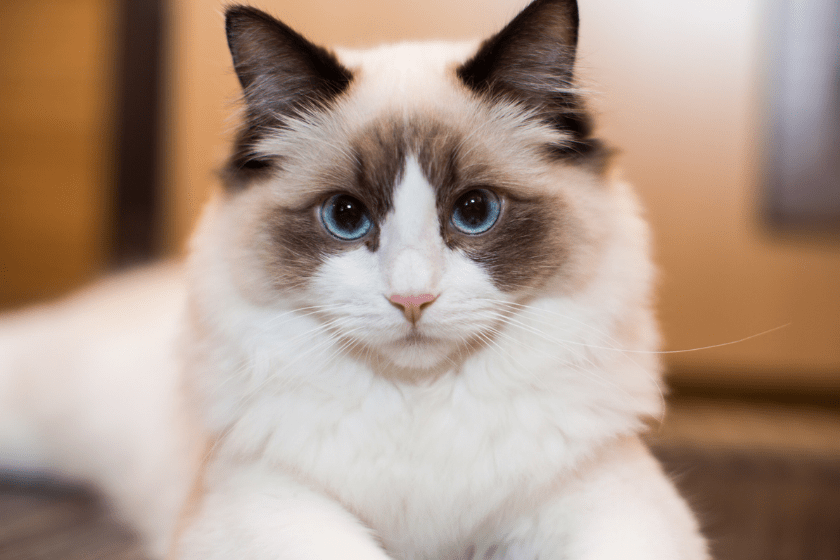 Beautiful young white purebred Ragdoll cat with blue eyes, at home.