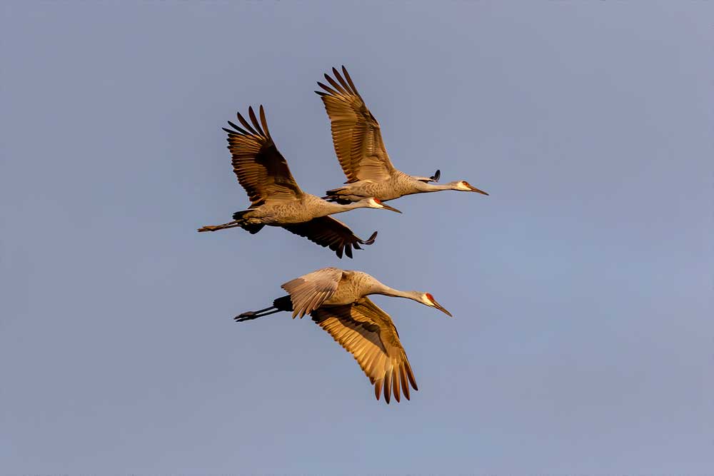 States With Sandhill Crane Hunting