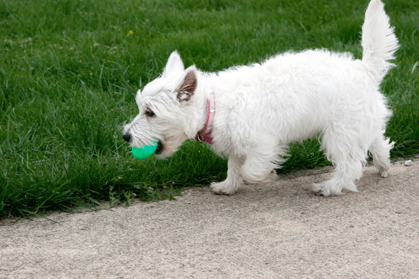 West Highland Terrier with an easter egg in her mouth.