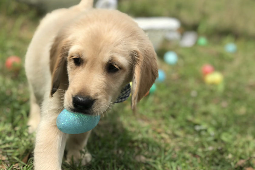 Golden Retriever puppy with an Easter egg