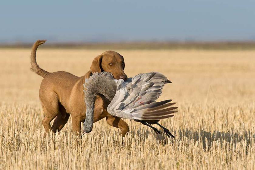 sandhill crane hunting states