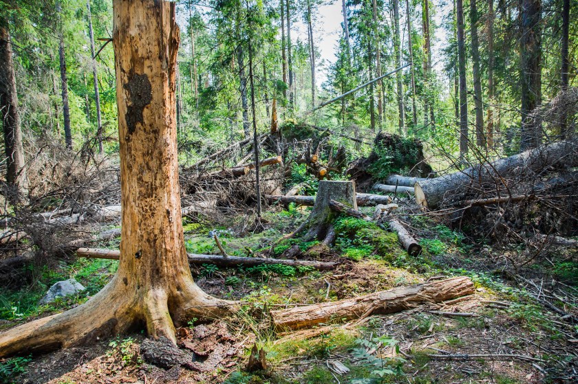 forest landscape with broken trees and trunk without bark