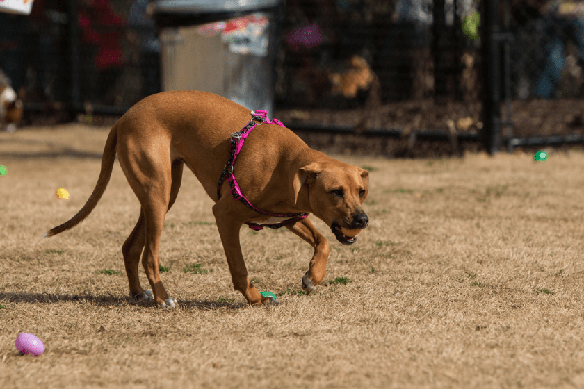 dog searches for easter eggs in a park