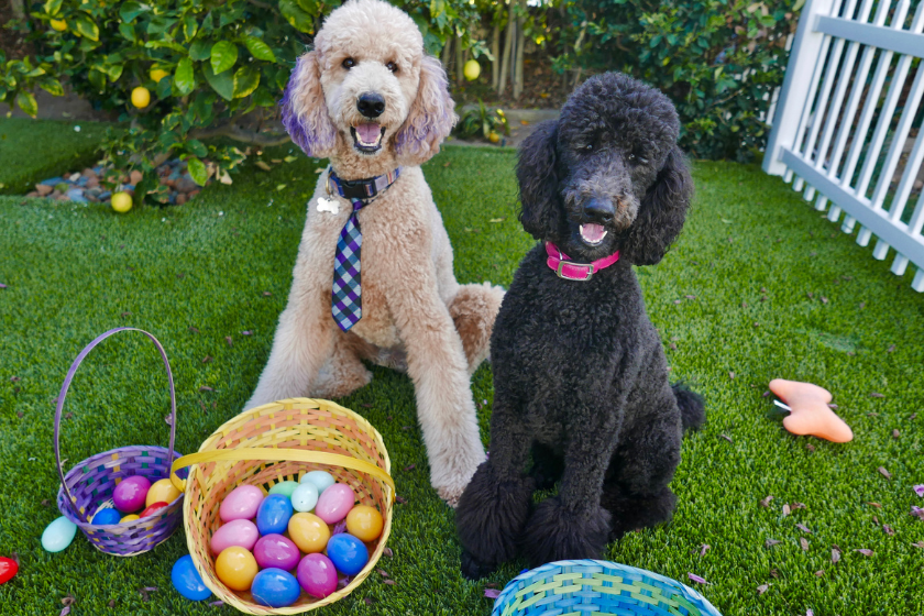 two poodles pose after a dog easter egg hunt