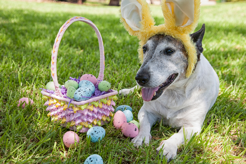 dog poses with a basket of easter eggs