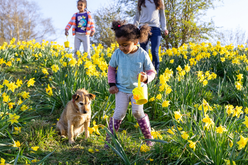 dog sits by little girl as she hunts for easter eggs