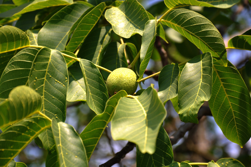 Edible Plants Found in Texas