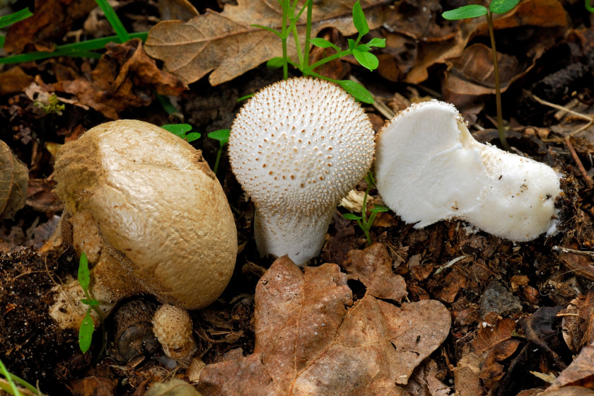 Edible Plants Found in Texas