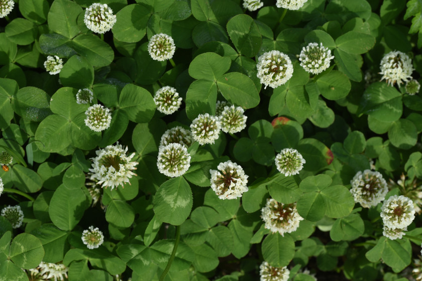 Edible Plants in the U.S.