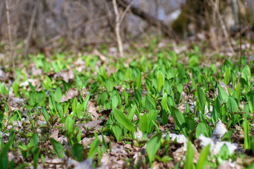 Edible Plants in the U.S.