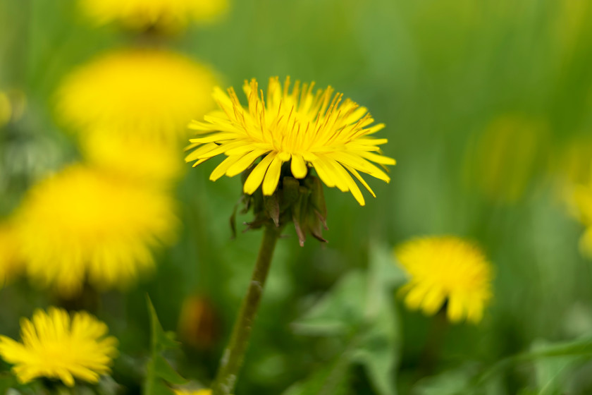 A dandelion growing in a field.