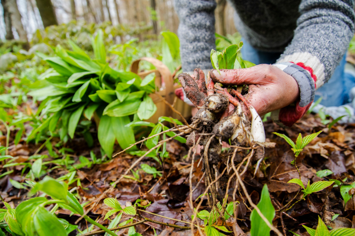 Edible Plants in the U.S.