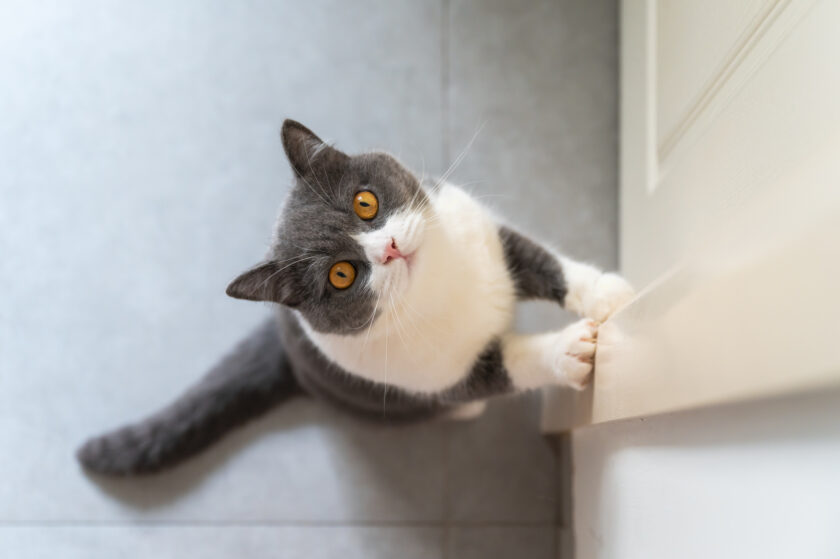 British shorthair cat looks up at the camera by the door