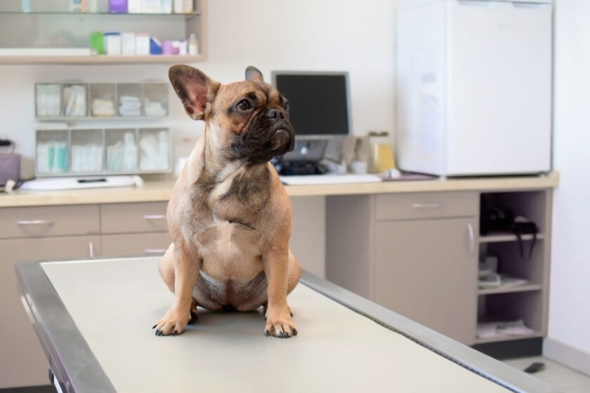 Dog at vet, young female French Bulldog sitting on examination table at veterinary practice clinic